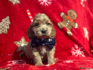 Cocker Spaniel dogs 🌟STUNNING SHOW COCKER SPANIEL PUPPIES🌟 - Advert 17