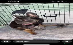French Bulldog dogs for sale: French bulldog puppies  - Image 7