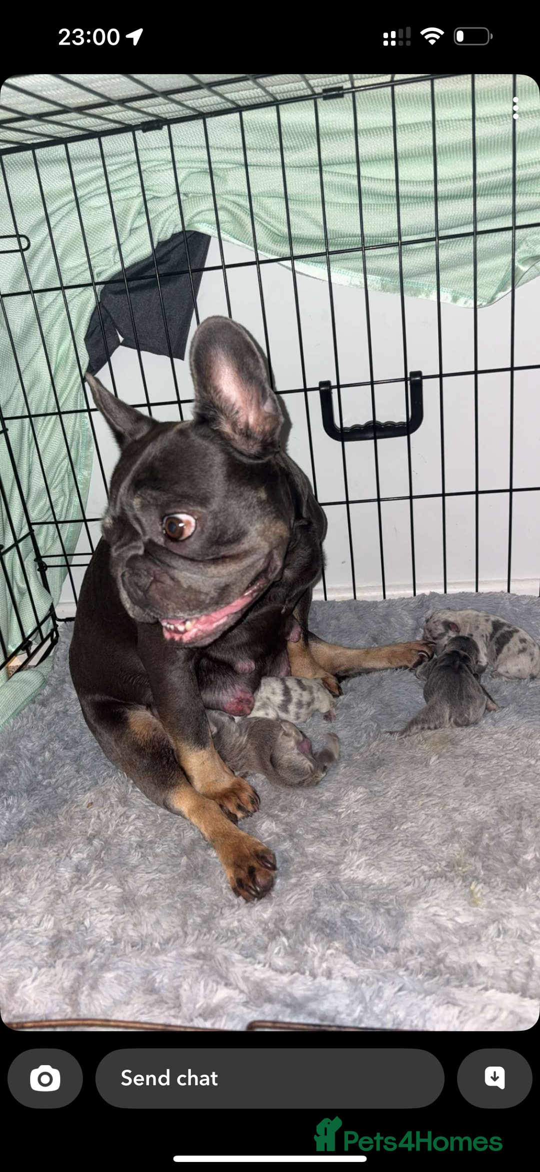 French Bulldog dogs for sale: French bulldog puppies  - Image 7