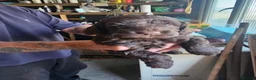 Cockapoo dogs for sale: Bautifull  cockerpoos  - Advert 5