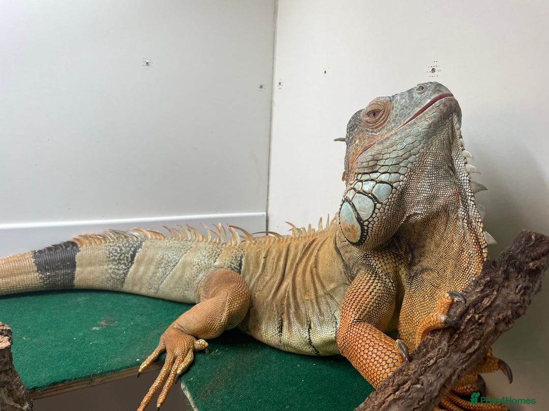 Iguana reptiles for sale: 7yo Red Iguana - Advert 3