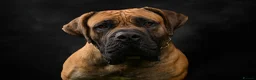 Boerboel dogs for sale: Topguard Kennels 2026 waitlist now open! in Horsham - Advert 3