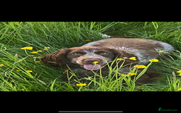 Cockapoo dogs for sale: F1 cockerpoos  - Image 10
