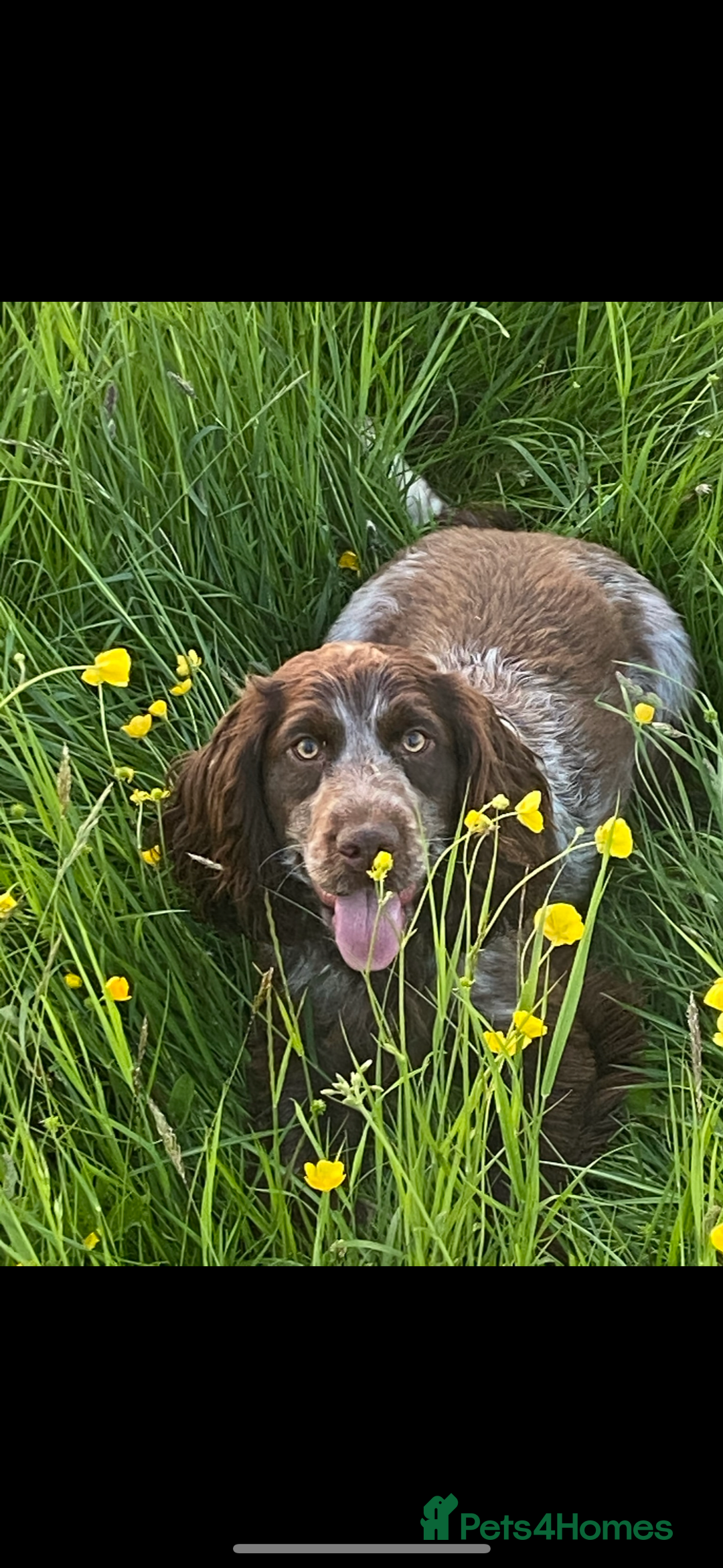 Cockapoo dogs for sale: F1 cockerpoos  - Image 10