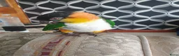 Parrots birds for sale: Black headed caique  - Advert 3