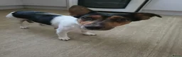 Jack Russell dogs for sale: Gorgeous Jack Russell Puppys🐶✨ - Advert 11