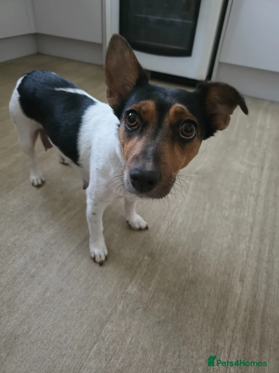 Jack Russell dogs for sale: Gorgeous Jack Russell Puppys🐶✨ - Advert 11