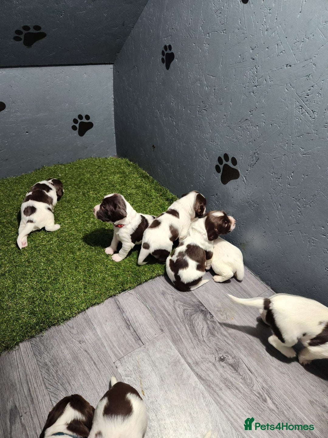 English Springer Spaniel dogs for sale: 9 gorgeous puppies looking for their forever homes - Advert 6