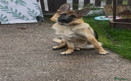 German Shepherd dogs for sale: German Shepard girl  - Image 1