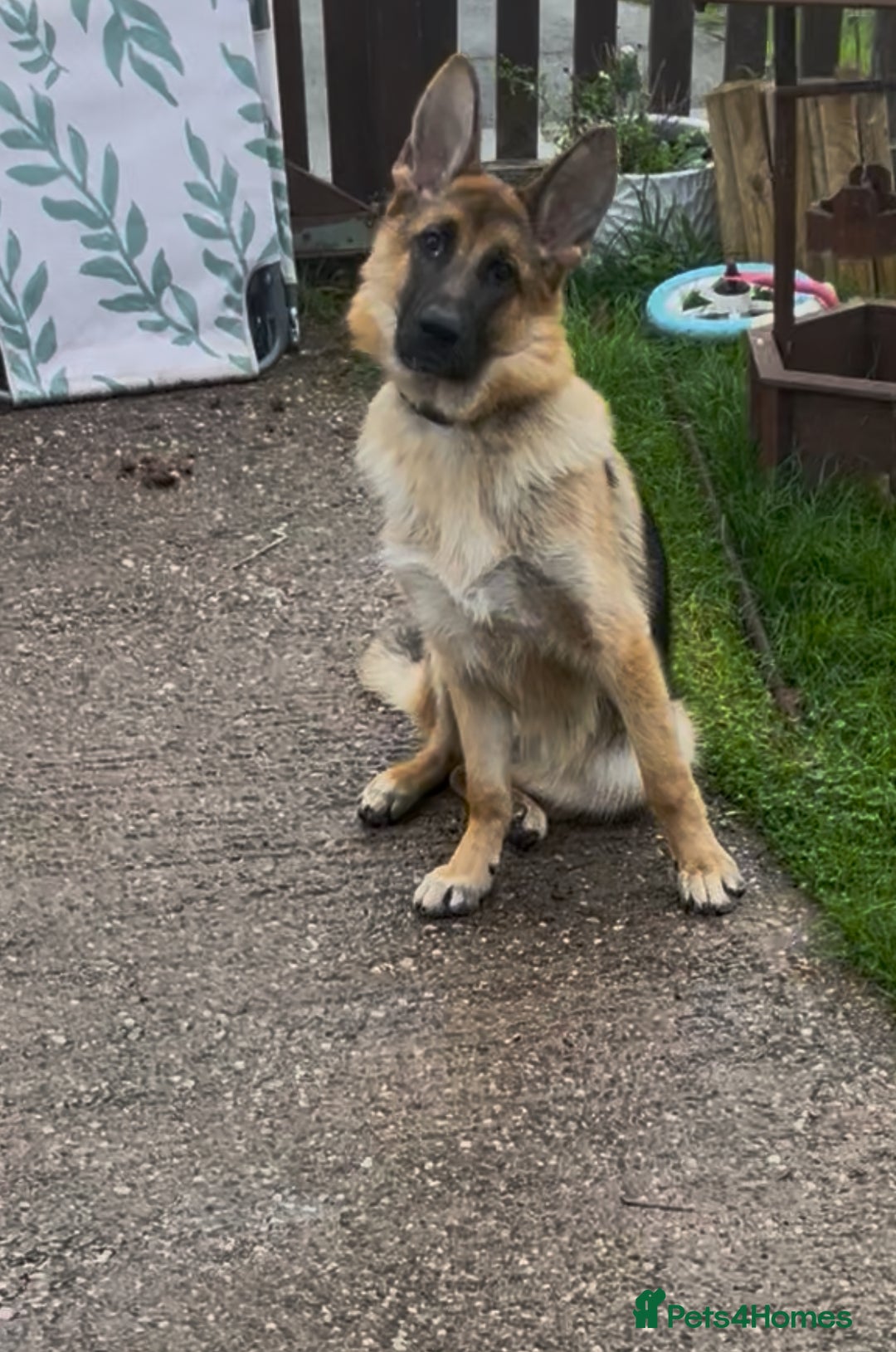 German Shepherd dogs for sale: German Shepard girl  - Image 1