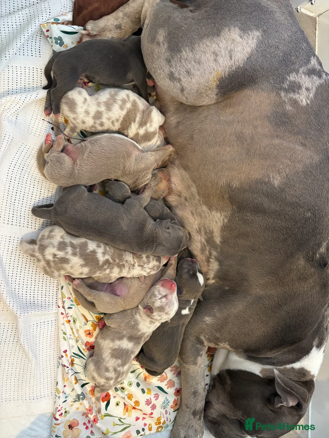 American Bully dogs for sale: 2 LEFT Pocket bully  - Advert 15