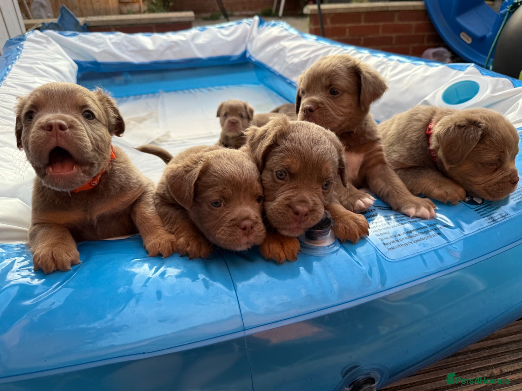 Olde English Bulldogge dogs Fluffy Olde English Bulldog Puppies - Advert 1