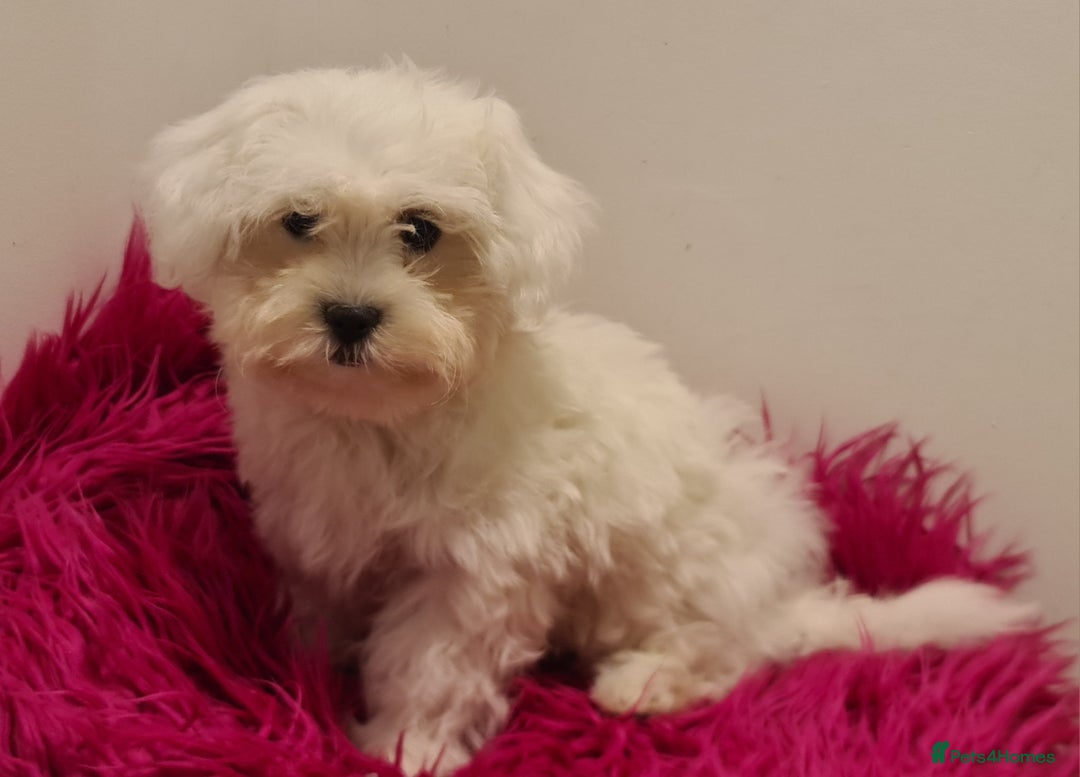 Maltipoo dogs for sale: Gorgeous pure white maltipoo girl  - Image 9