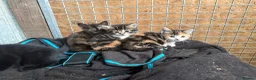 Mixed Breed cats for sale: Beautiful Kittens looking for their forever homes  - Advert 5