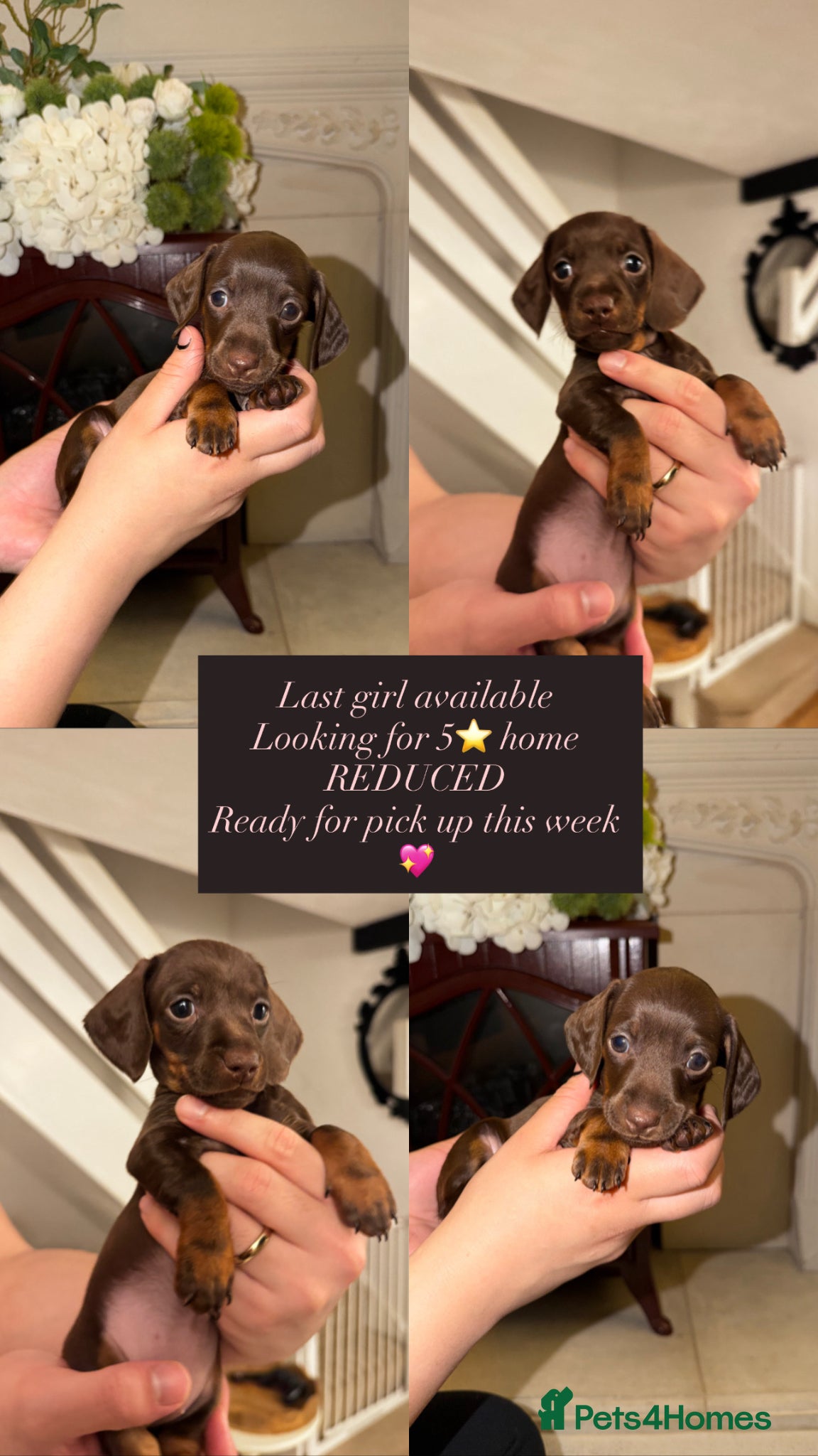Miniature Dachshund dogs LAST CHOCOLATE TINY GIRL KC REGISTERED/PRA CLEAR  - Advert 6