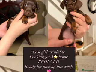 Miniature Dachshund dogs LAST CHOCOLATE TINY GIRL KC REGISTERED/PRA CLEAR - Advert 6