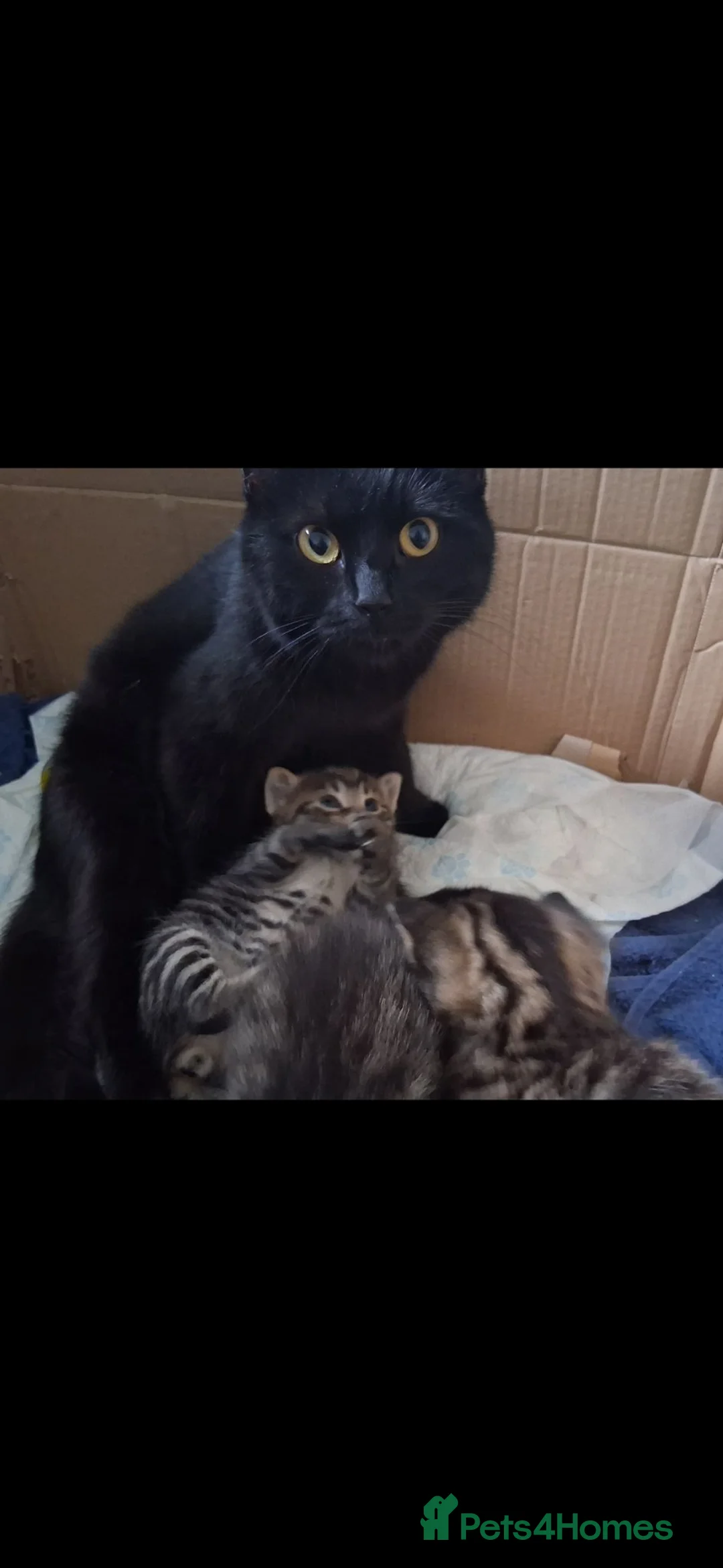 British Shorthair cats for sale: 4 Little Spotty Tigers  - Advert 2