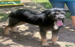 Mixed Breed dogs for adoption: Jules - a Lovely young boy for a Loving Home - Image 2