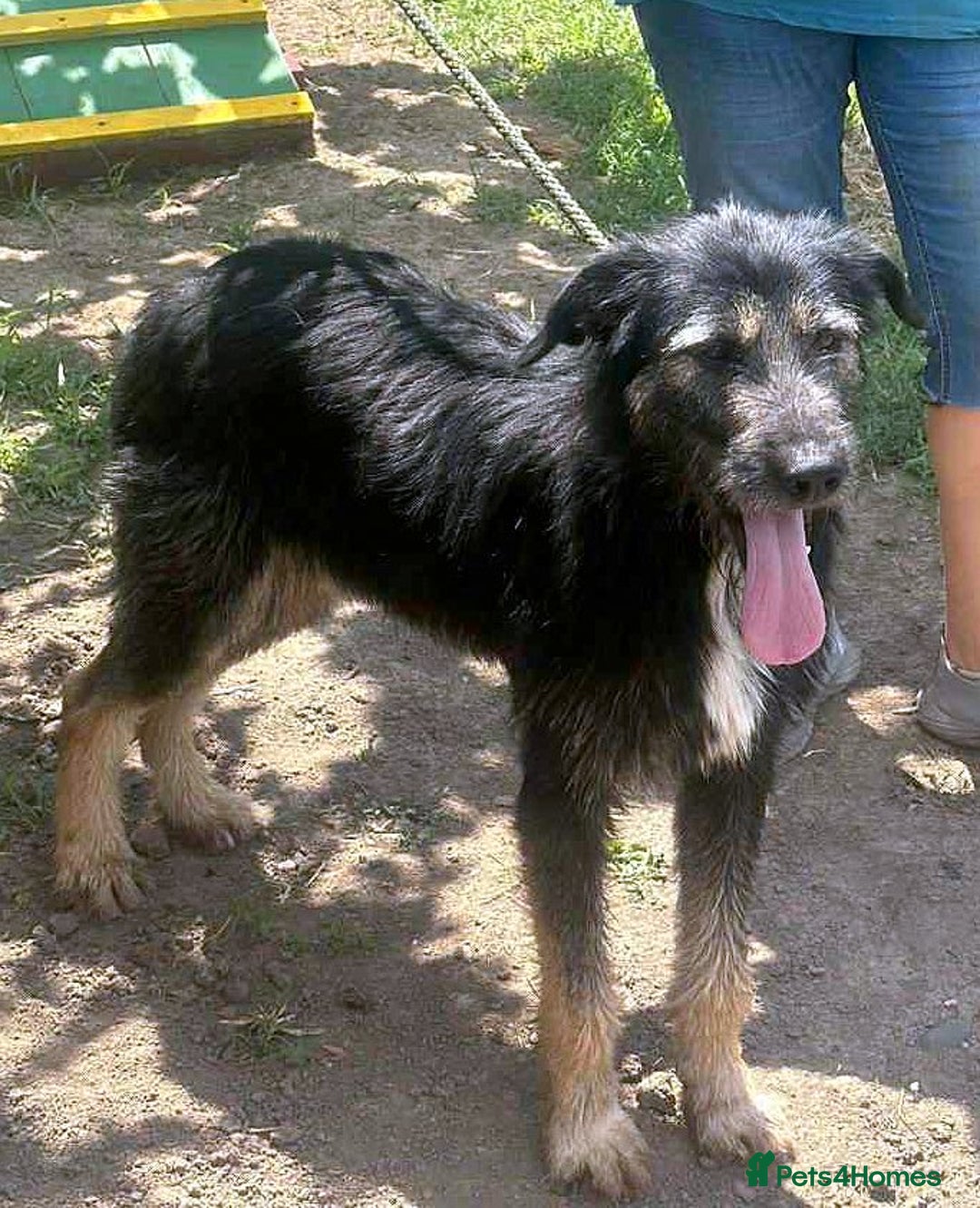 Mixed Breed dogs for adoption: Jules - a Lovely young boy for a Loving Home - Image 2