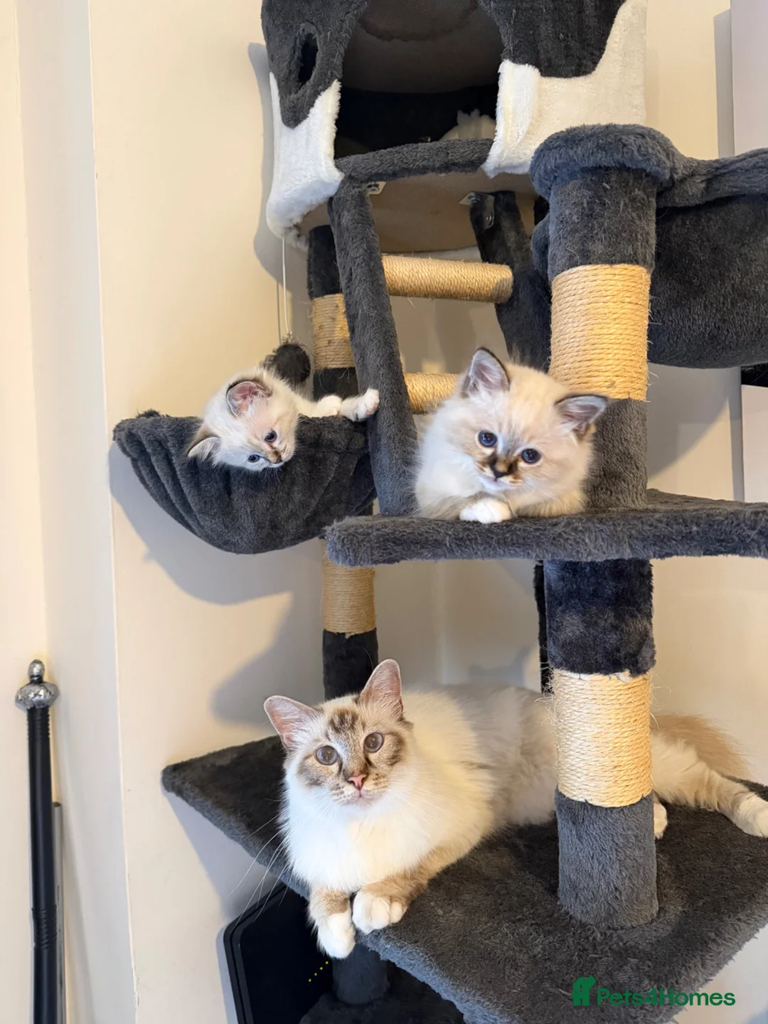 Birman cats for sale: Birman kittens - Advert 19