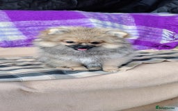 Pomeranian dogs for sale: Pom puppys with Kc reg , pedigree for sale in Taunton - Image 16