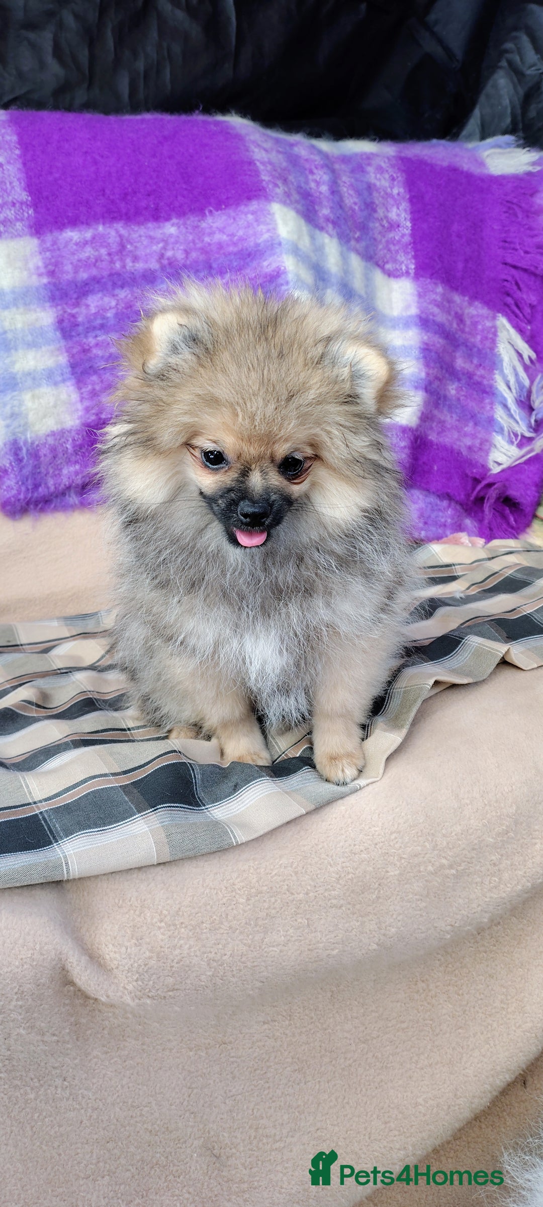 Pomeranian dogs for sale: Pom puppys with Kc reg , pedigree for sale in Taunton - Image 16