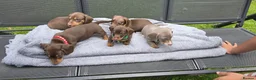 Dachshund dogs for sale: Dacshund Puppies Ready on 27/6!!! - Advert 18