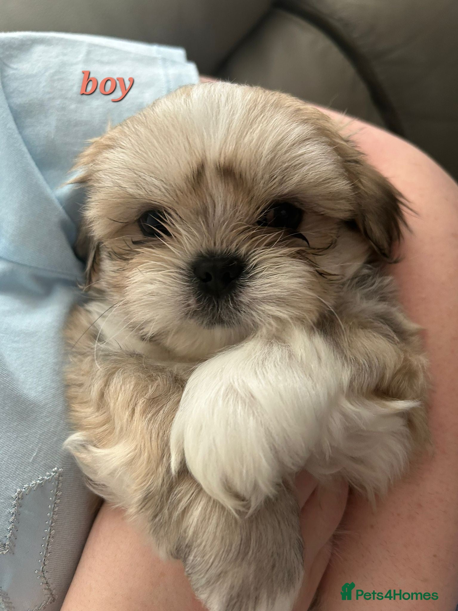 Shih Tzu dogs Ready to go 17.04.26 - Advert 11