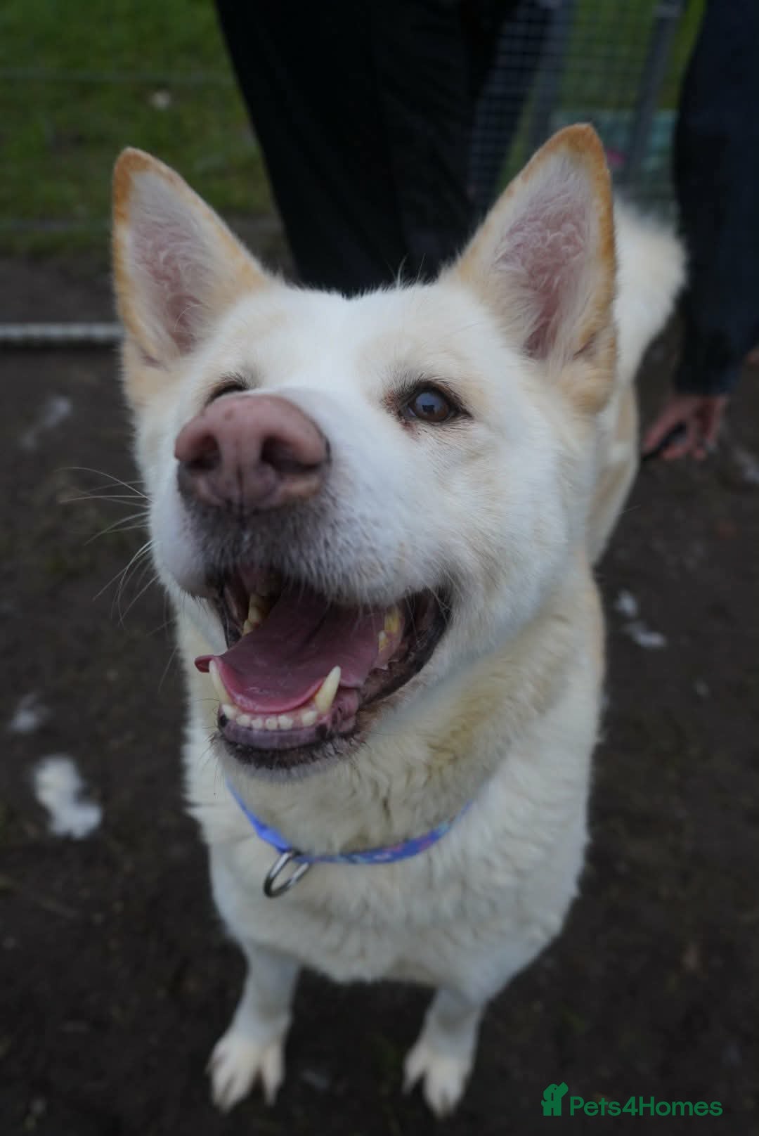 Akita dogs for adoption: Mitzi - Advert 2