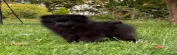 Pomeranian dogs for sale: Beautiful black Pomeranian 6 months old female - Advert 5