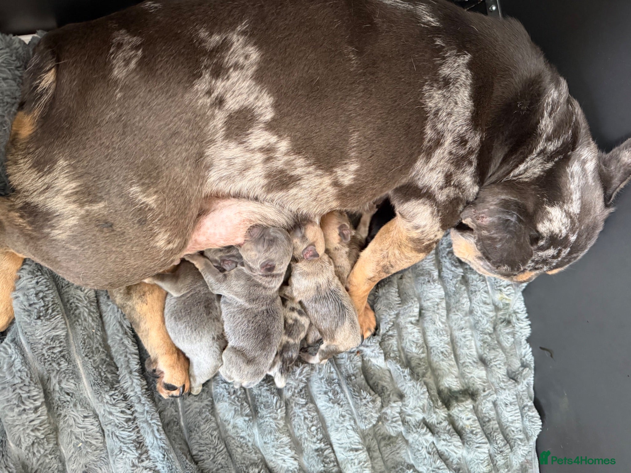 Mixed Breed dogs French bulldog x Staffordshire bull terrier  - Advert 1