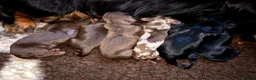 Miniature Dachshund dogs for sale: Stunning KC Registered Longhaired Mini Dachshunds - Advert 4