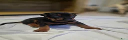 Chinese Red Dog dogs for sale: Stunning Chinese Red Dog Puppies. in Manchester - Advert 25