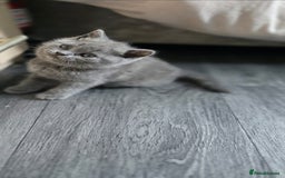 British Shorthair cats for sale: British Shorthair  kittens  - Image 4