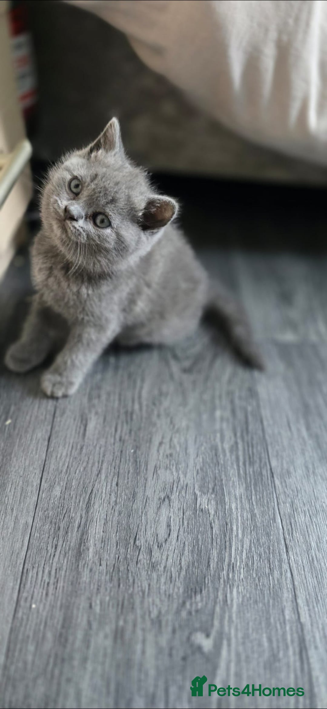 British Shorthair cats for sale: British Shorthair  kittens  - Image 4