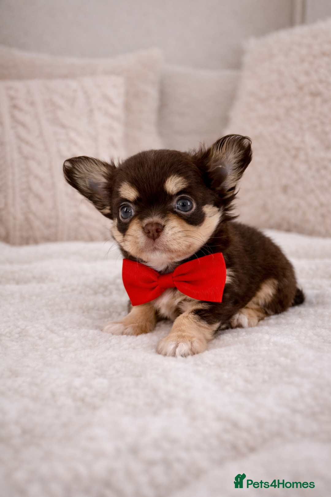 Chihuahua dogs for sale: ✨ Exceptional Chihuahua Puppies Forever 🏡 Only💖 - Advert 1