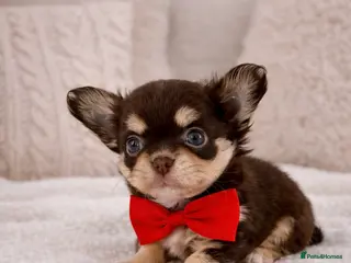 Chihuahua dogs ✨ Exceptional Chihuahua Puppies Forever 🏡 Only💖 - Advert 3