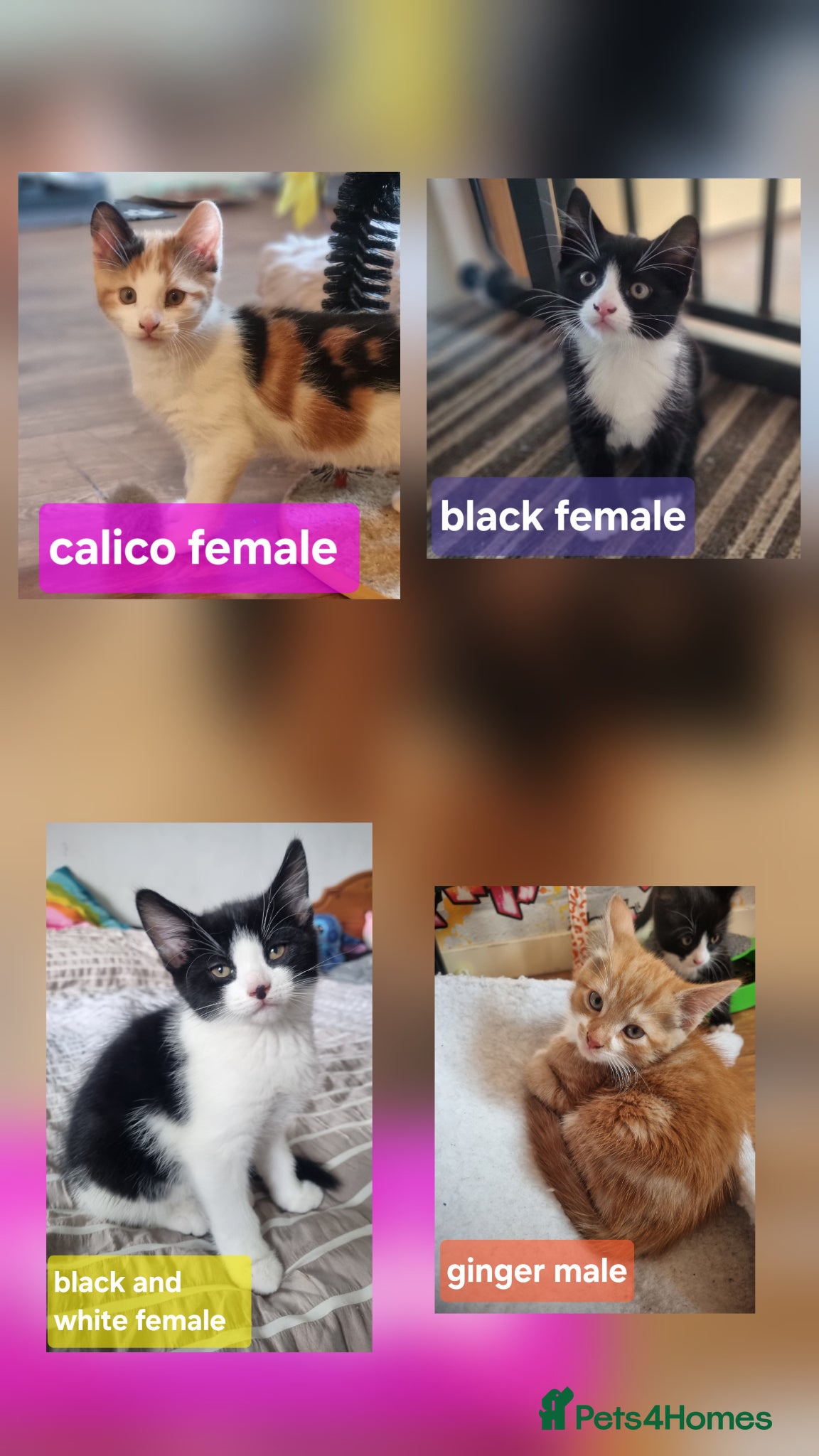 Mixed Breed cats READY NOW..Mixed litter of beautiful kittens - Advert 1