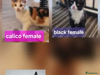 Mixed Breed cats READY NOW..Mixed litter of beautiful kittens - Advert 1