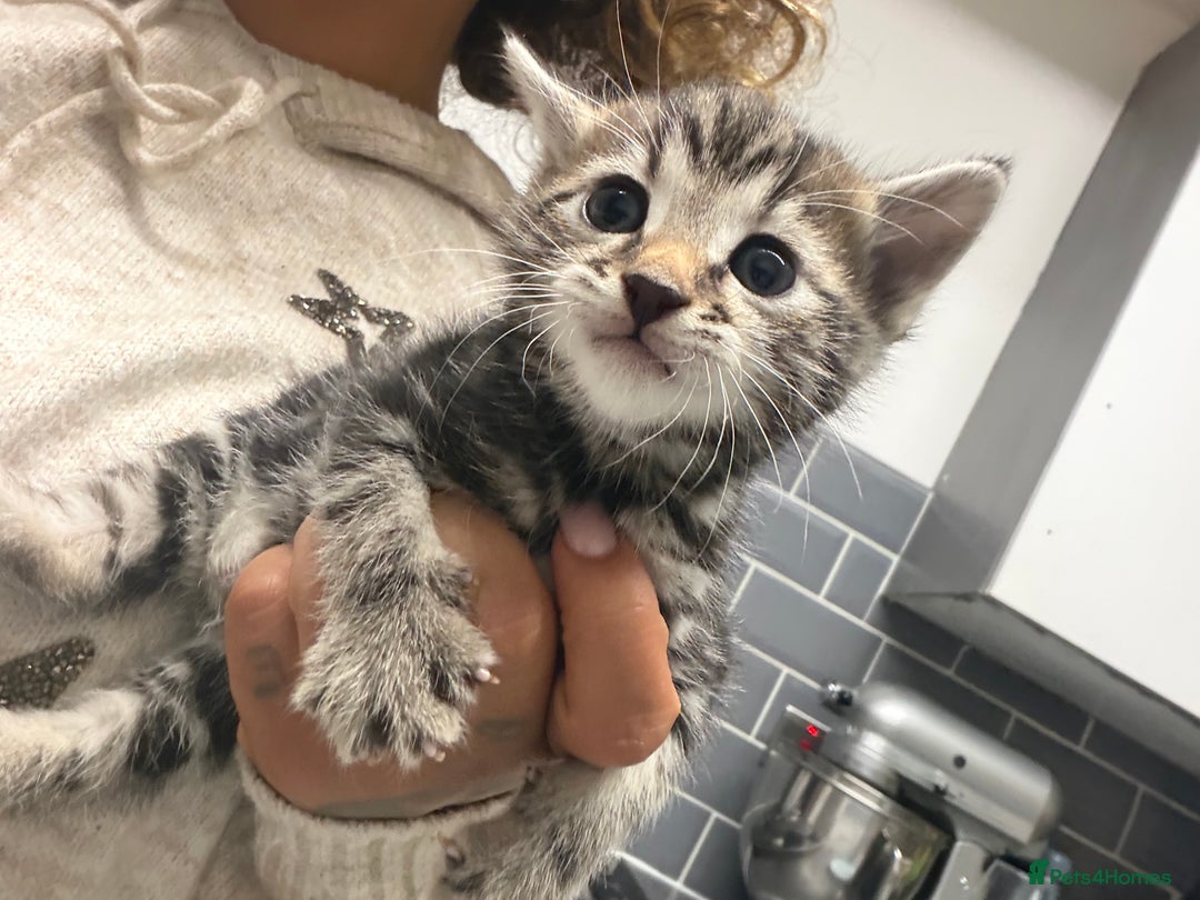 Bengal cats for sale: Adorable kittens for loving homes - Advert 17