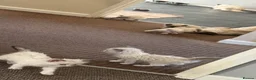 Ragdoll cats for sale: 5 males , 2 females  - Advert 19