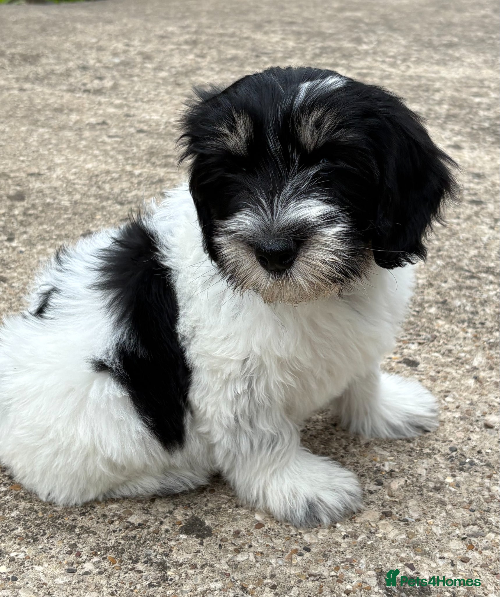 Polish Lowland Sheepdog dogs  Polish Lowland Sheepdog puppy girl available. - Advert 1
