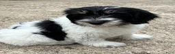 Polish Lowland Sheepdog dogs for sale:  Polish Lowland Sheepdog puppy girl available. - Advert 1