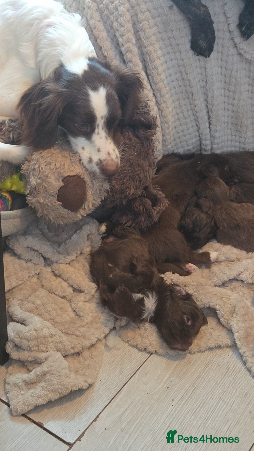 Cockapoo dogs Cockapoo puppies  - Advert 1