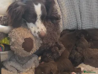 Cockapoo dogs Cockapoo puppies - Advert 4