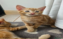 Mixed Breed cats for sale: 4 adorable kittens | ragdoll mix - Image 13