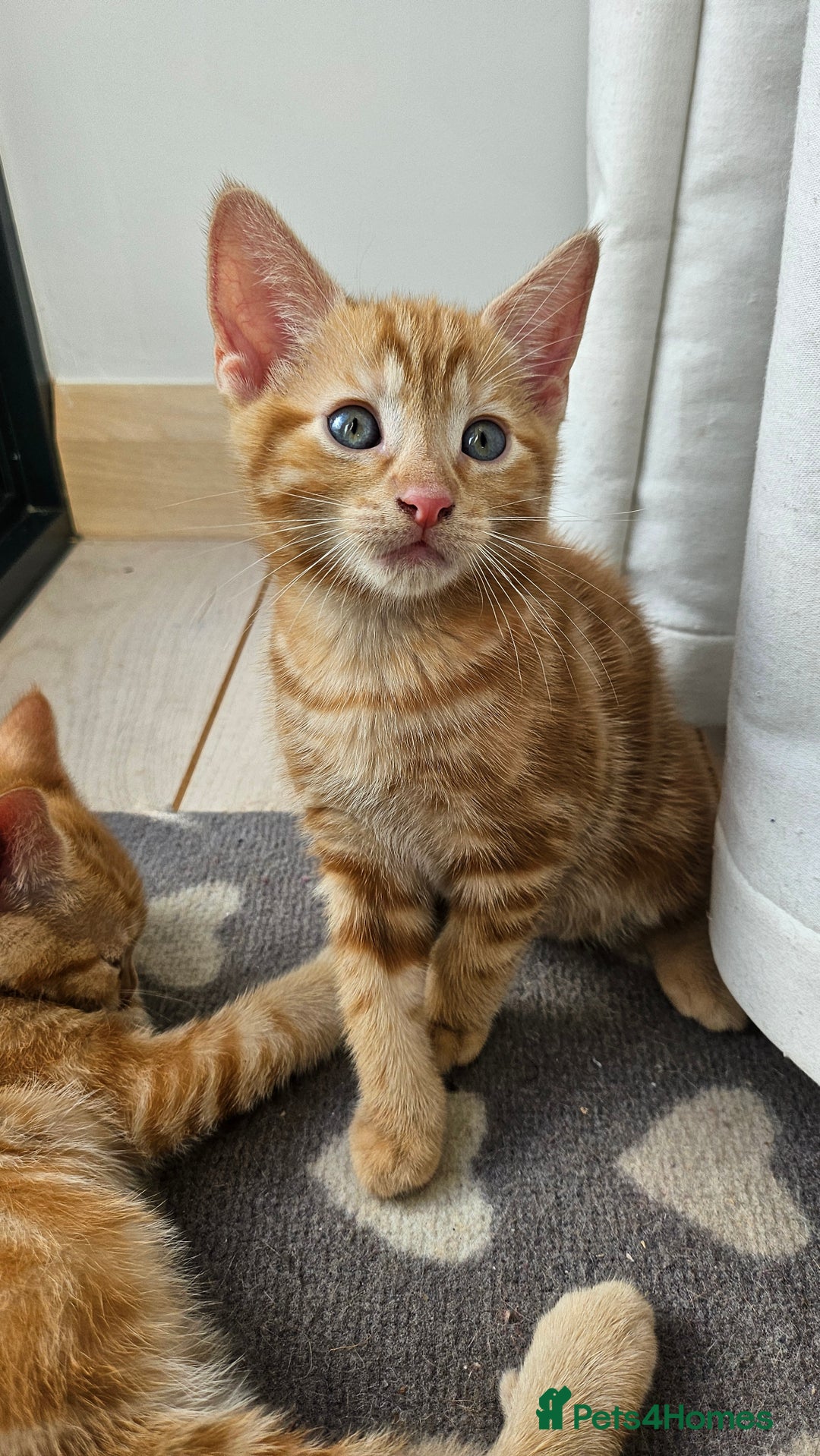 Mixed Breed cats for sale: 4 adorable kittens | ragdoll mix - Image 13