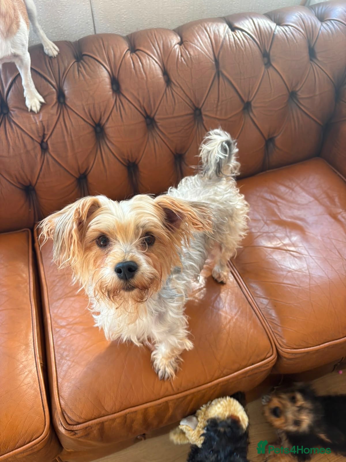Mixed Breed dogs Yorkiepoo Puppys  - Advert 9