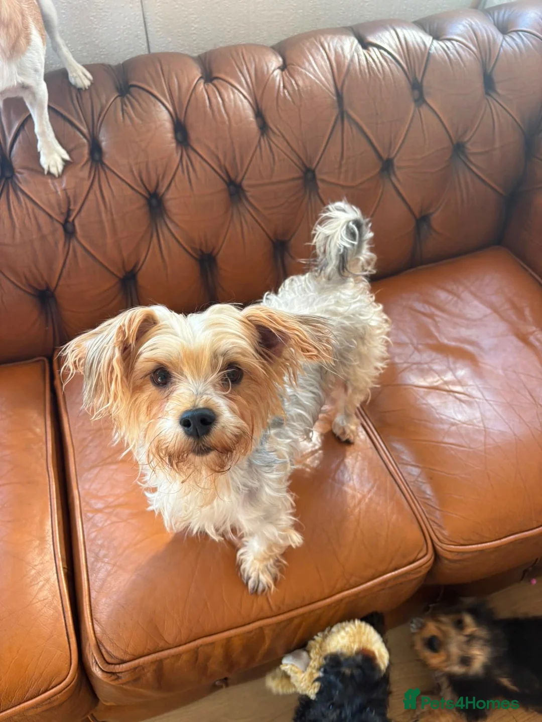 Mixed Breed dogs for sale: Yorkiepoo Puppys  - Advert 1