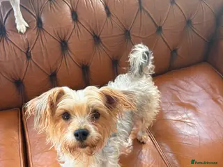 Mixed Breed dogs Yorkiepoo Puppys - Advert 1